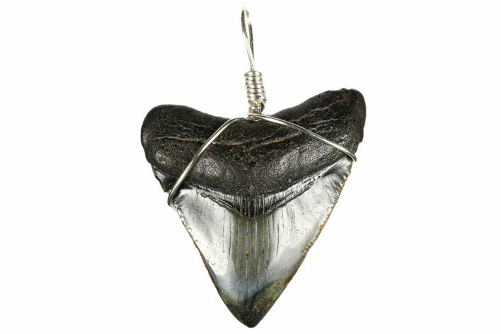 Fossil Megalodon Tooth Necklace #173828